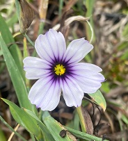 Sisyrinchium 'Dragons Eye'
